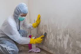 Best Basement Mold Removal in Clay City, KY